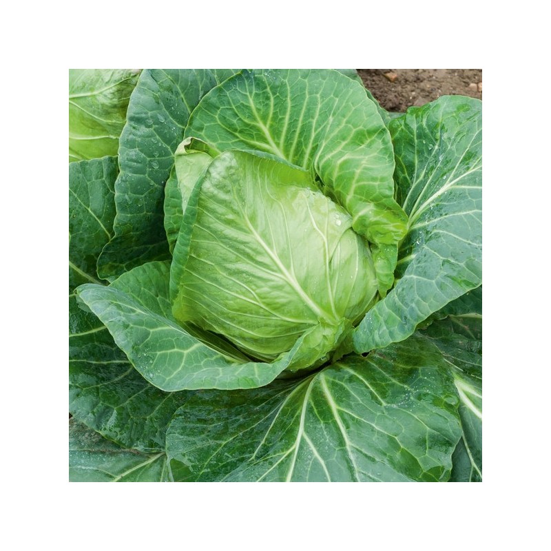 Chou cœur de bœuf